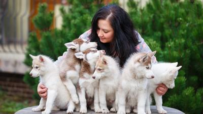 Double earnings can be made with dog farming