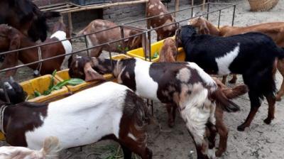 goat farming