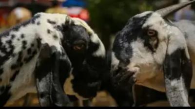 Thieves stole caged goat to catch Guldar