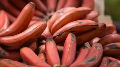 Benefits of eating red banana