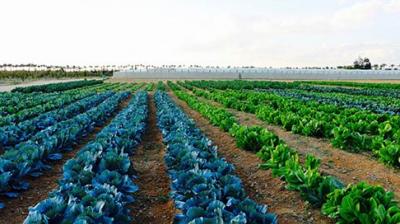 vegetables cultivation