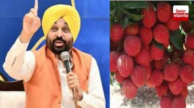 Big success of Mann government: Punjab is the number-1 hub of litchi, farmers' income increased 5 times