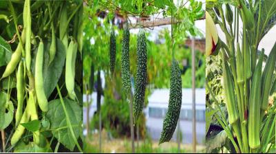 Earn lakhs of rupees in 100 days by cultivating these 3 vegetables