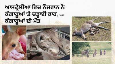 Australia kills young kangaroo car, kills 20 kangaroos