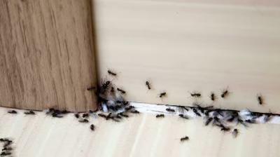 Health News : Rain insects can make you sick, Follow these 6 home remedies to repel insects