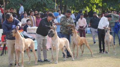 Mega dog show ends in Panchkula