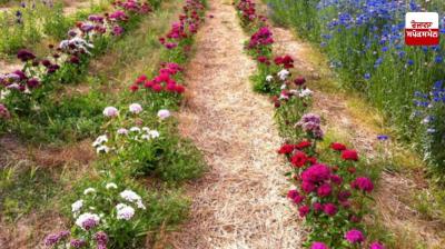 Flower farming is extremely beneficial for farmers News In Punjabi