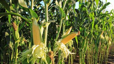 Corn Farming