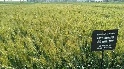 PBW1 Wheat