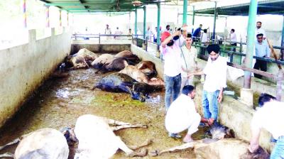 Animal Experts while Reviewing the Dead Cows