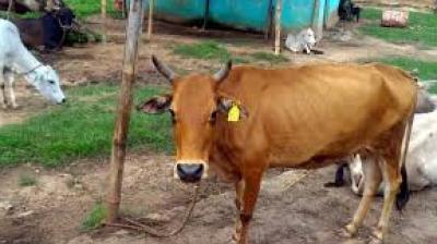 Now, also an Aadhaar card for cattle and buffaloes