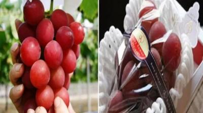 bunch of red grapes ruby roman 