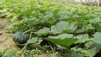 Halwa Pumpkin Crop