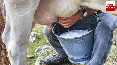 Punjab government announces to hold cattle milking competitions at block level