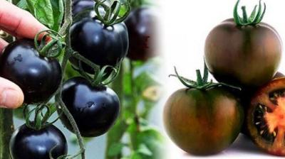 Now do black tomato farming in India too, it is a boon for diabetic patients