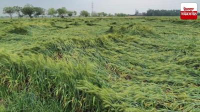 Yesterday's storm has raised concerns among agricultural experts Latest News in Punjabi 