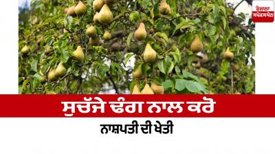 Cultivate pears properly Faming News