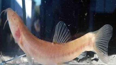Fish species discovered in meghalaya