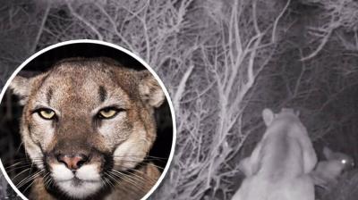  A mother collided with a lion to protect her innocent son, rescued her child