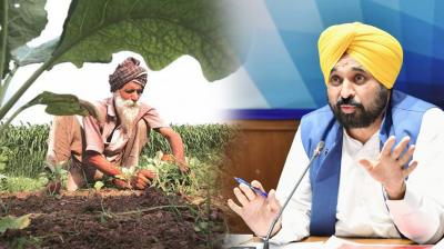 Cultivate alternate crops instead of paddy Punjab News