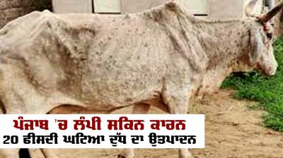 Milk production decreased by 20 percent due to lumpy skin in Punjab