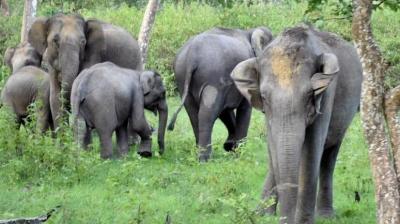 Elephant Population 2023