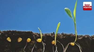 This is how you take care of small plants