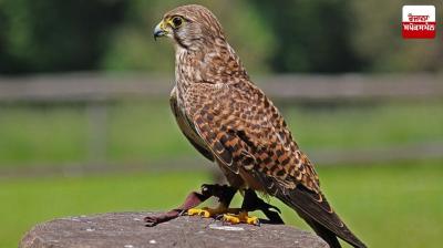 Now 'Guru Sahib's eagle' will be visible in the sky of Punjab!