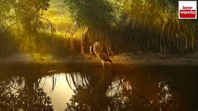 India revives 22,561 hectares of degraded mangroves under ‘MISHTI’ initiative