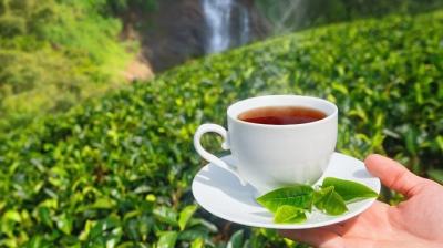 Tea industry is going through a serious financial crisis: ITA