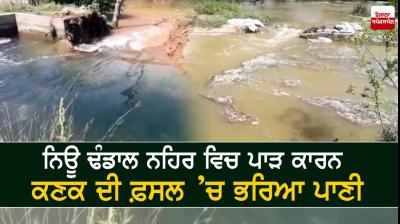 Waterlogged wheat crop due to breach in New Dhandal canal
