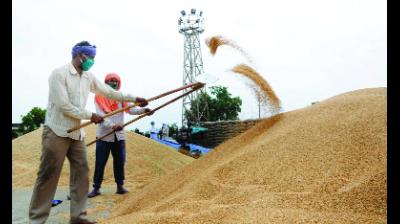 ਕੁਲ ਖ਼ਰੀਦ 117 ਲੱਖ ਟਨ 'ਤੇ ਪਹੁੰਚੀ