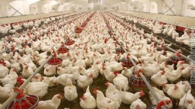 Poultry farms will have cleanliness