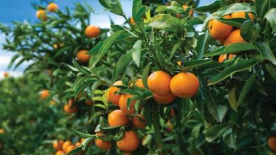  Prices fell due to bumper crop of kinnow in Punjab 