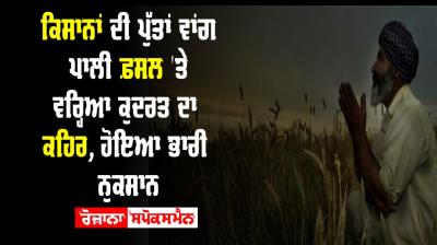 Farmer Punjab Wheat Rain 