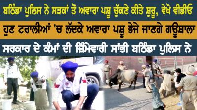 Bathinda police start picking up stray cattle from the streets, watch video