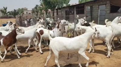 Goat Farming
