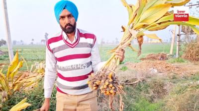 How did the indebted farmer Sukhchain Singh get rid of the debt?