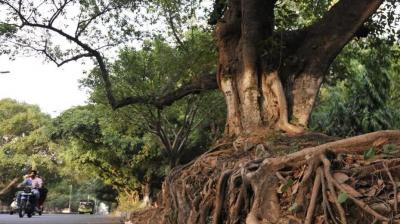 Punjab orders cutting of termite-affected trees in schools after Chandigarh tragedy