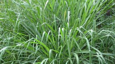 Guinea grass