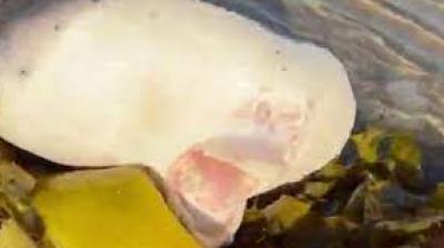 Mysterious creature with human-like lips washes up on Australian beach, pic surfaces 