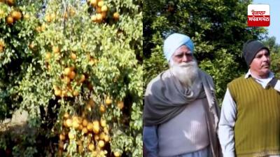 The faces of kinnu farmers brightened up with the fog