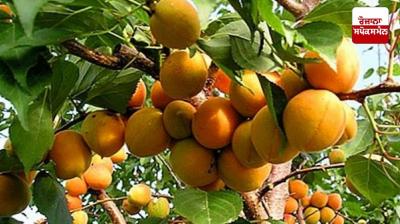 Learn about nutrient deficiencies in fruit trees...