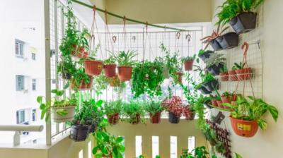 Decorate the house with hanging plants