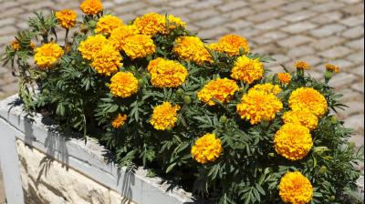 Marigold Flower Cultivation