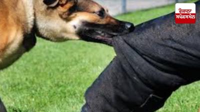 Dog that bit 15 people in Ludhiana turns out to be rabies-infected