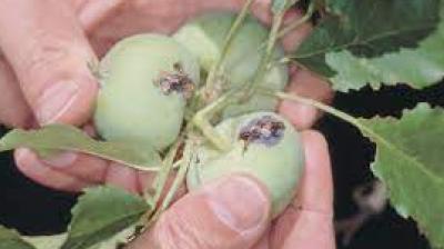  Prevention of diseases of fruit and deciduous plants