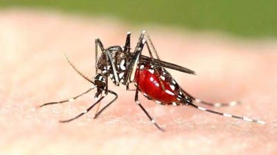 Dengue prevention campaign in Mohali, dengue mosquito larvae found in 2059 houses