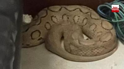 A snake of a dangerous species was found in the Haryana Vidhan Sabha