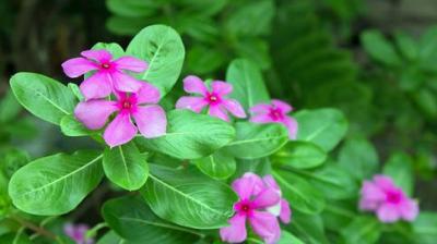 Evergreen flowers are no less than a medicine